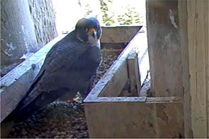 picture of falcon in nest